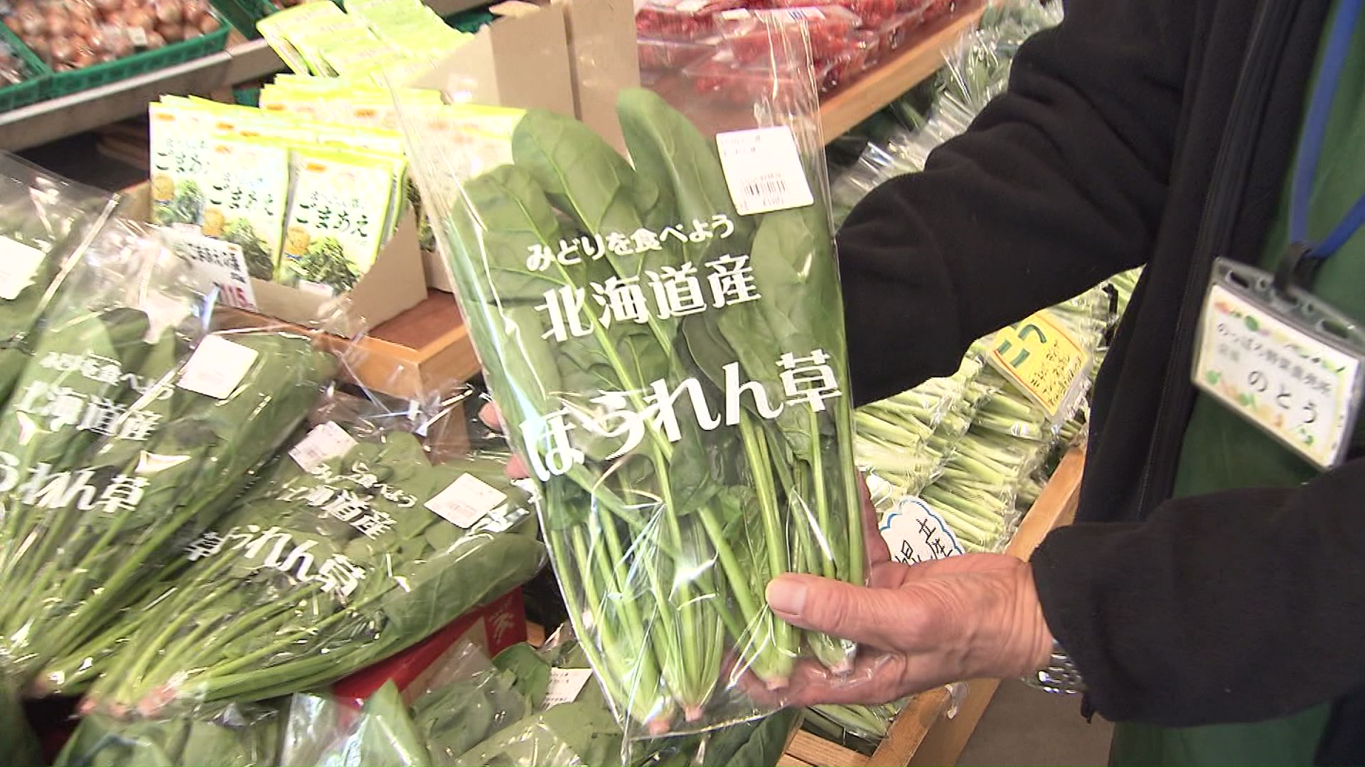 採れたてのほうれん草