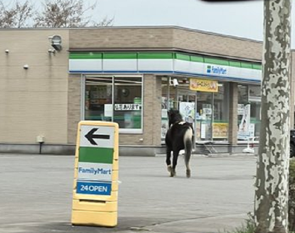 コンビニの駐車場に現れたウマ(提供:視聴者)