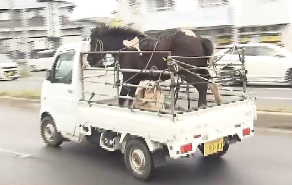 確保されたウマ