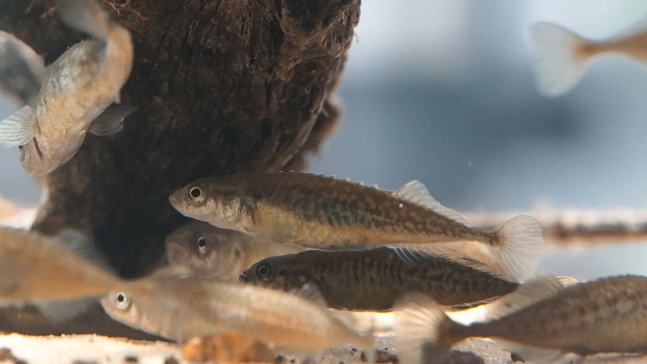 展示されているエゾトミヨ(提供 AOAO SAPPORO)