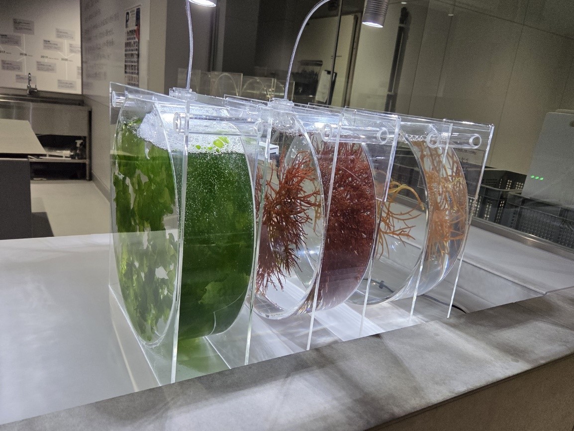 海藻の展示
