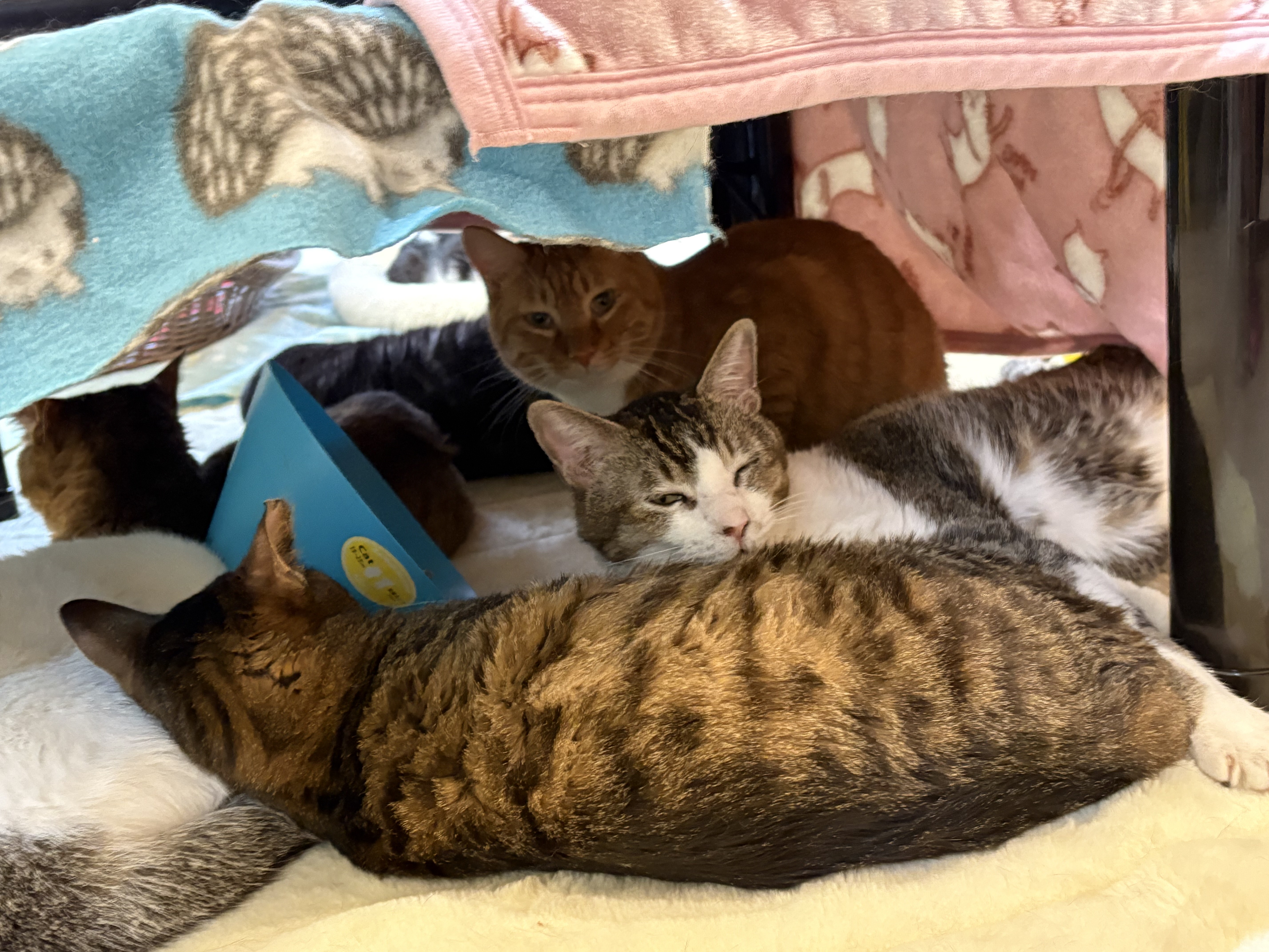 「ツキネコカフェ」でくつろぐ猫たち