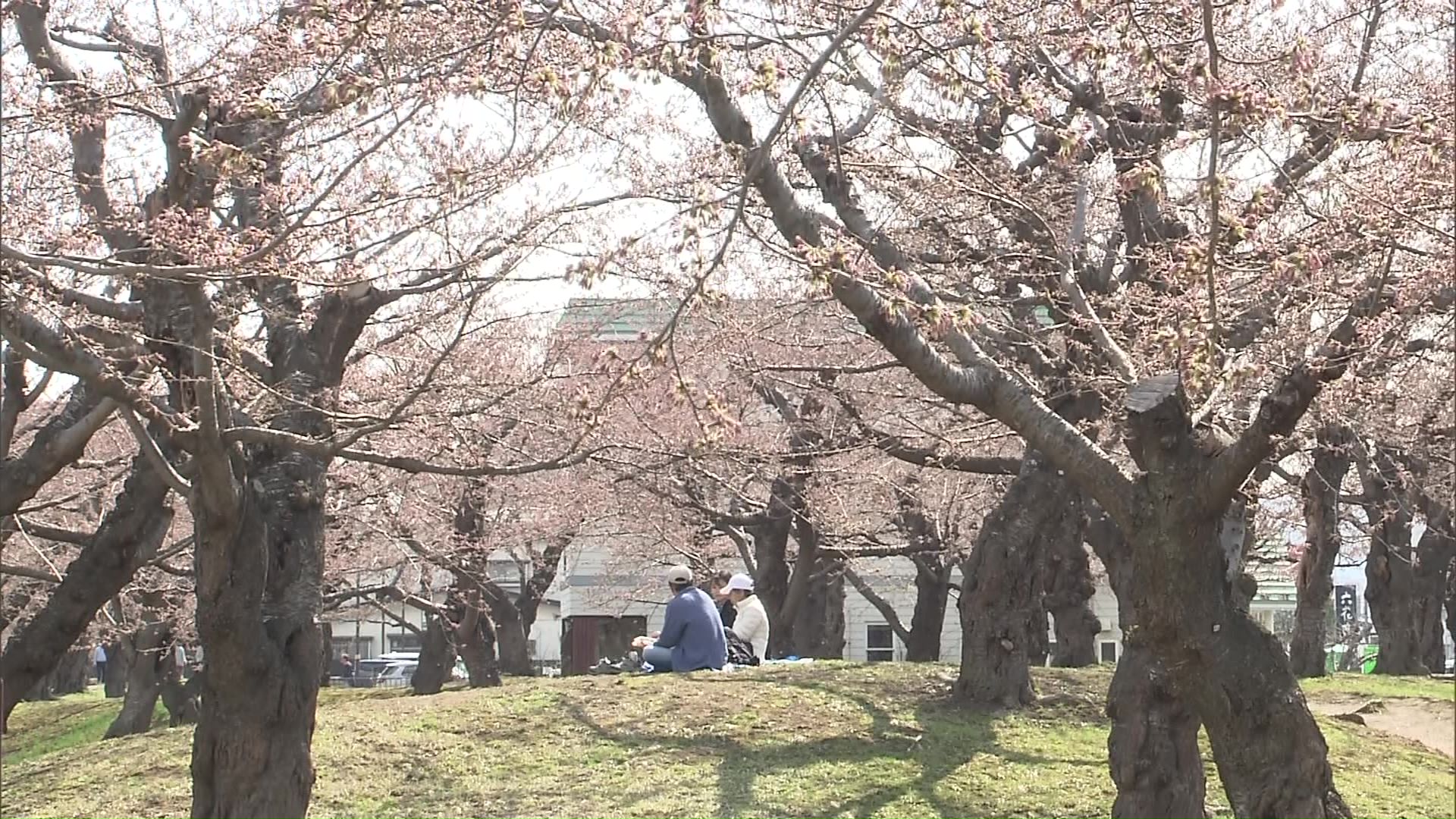 函館でも桜がちらほらと