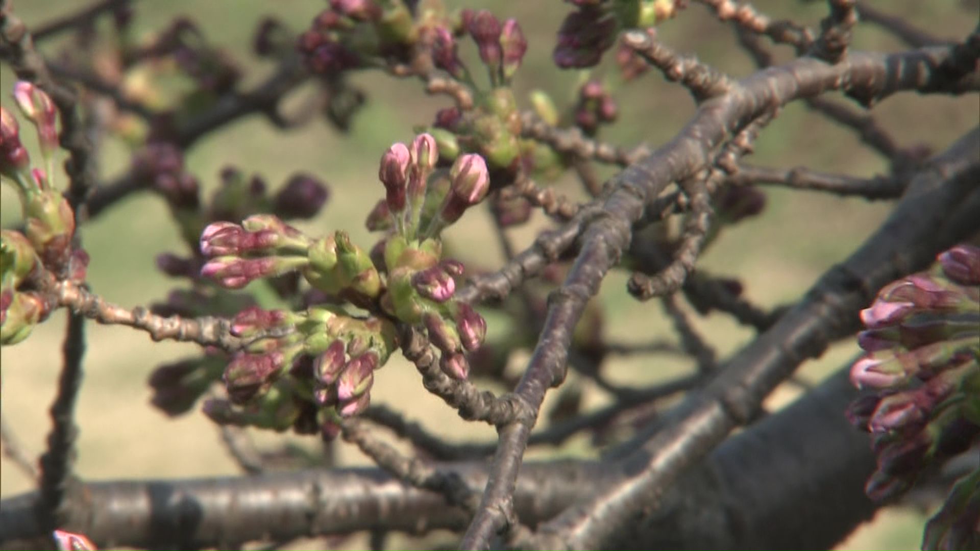 開花の基準となる標本木