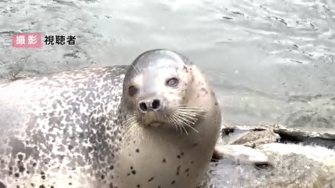 640匹のうち210匹は移動したとのこと…