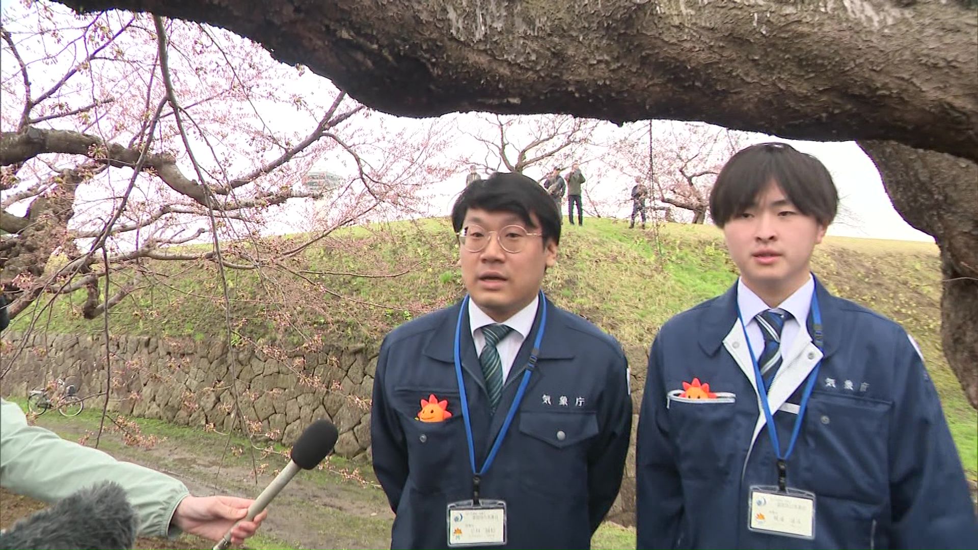 函館で開花を宣言した気象台職員