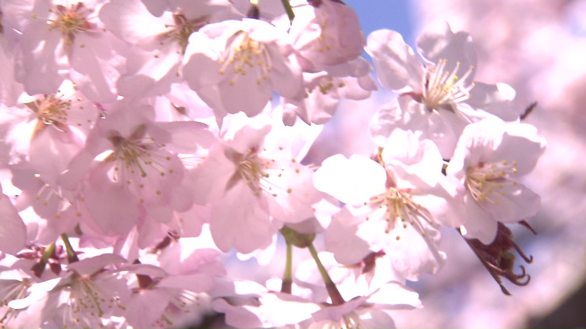 綺麗な花を咲かせたエゾヤマザクラ