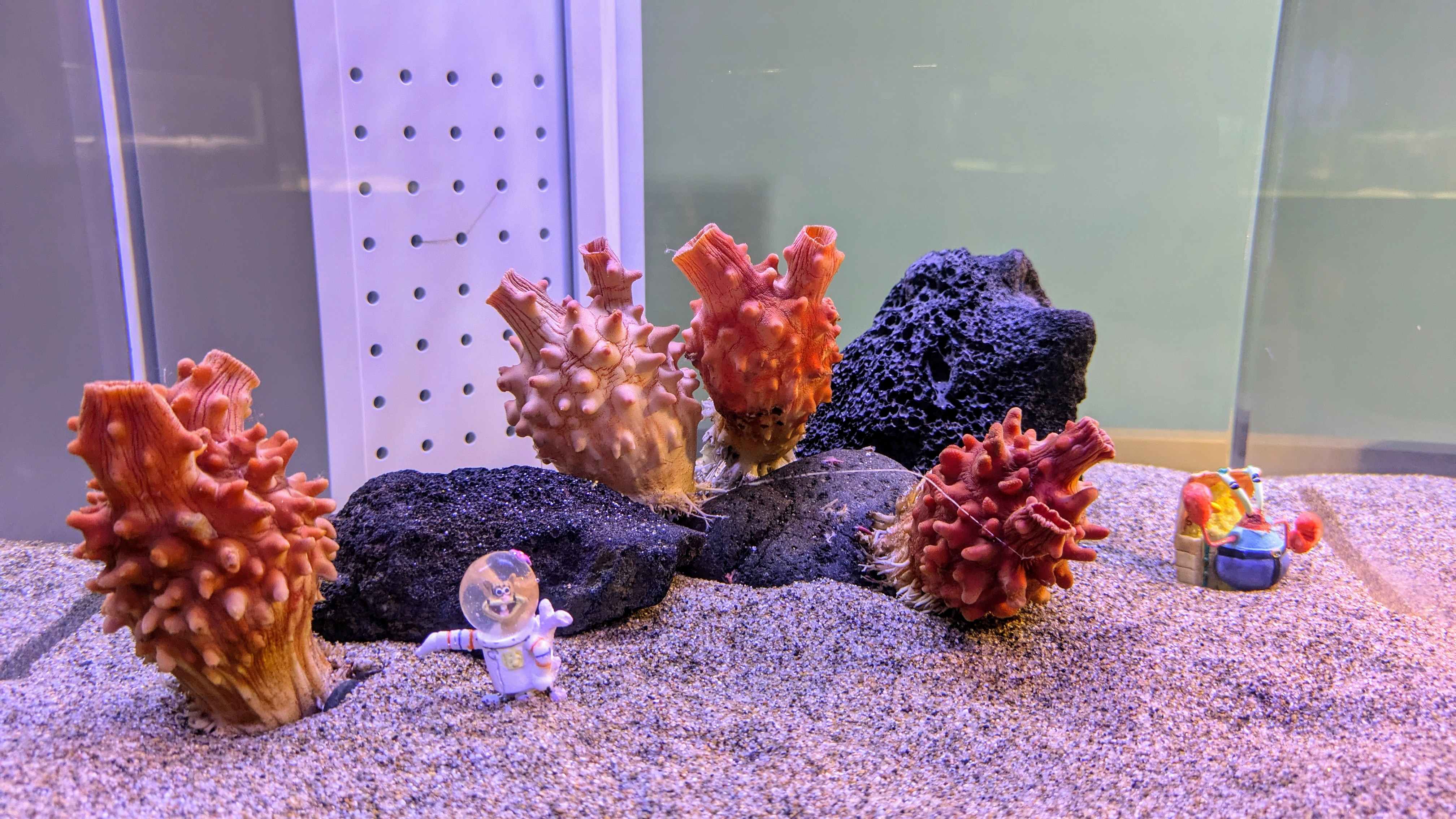 海水をきれいにしてくれるマボヤ