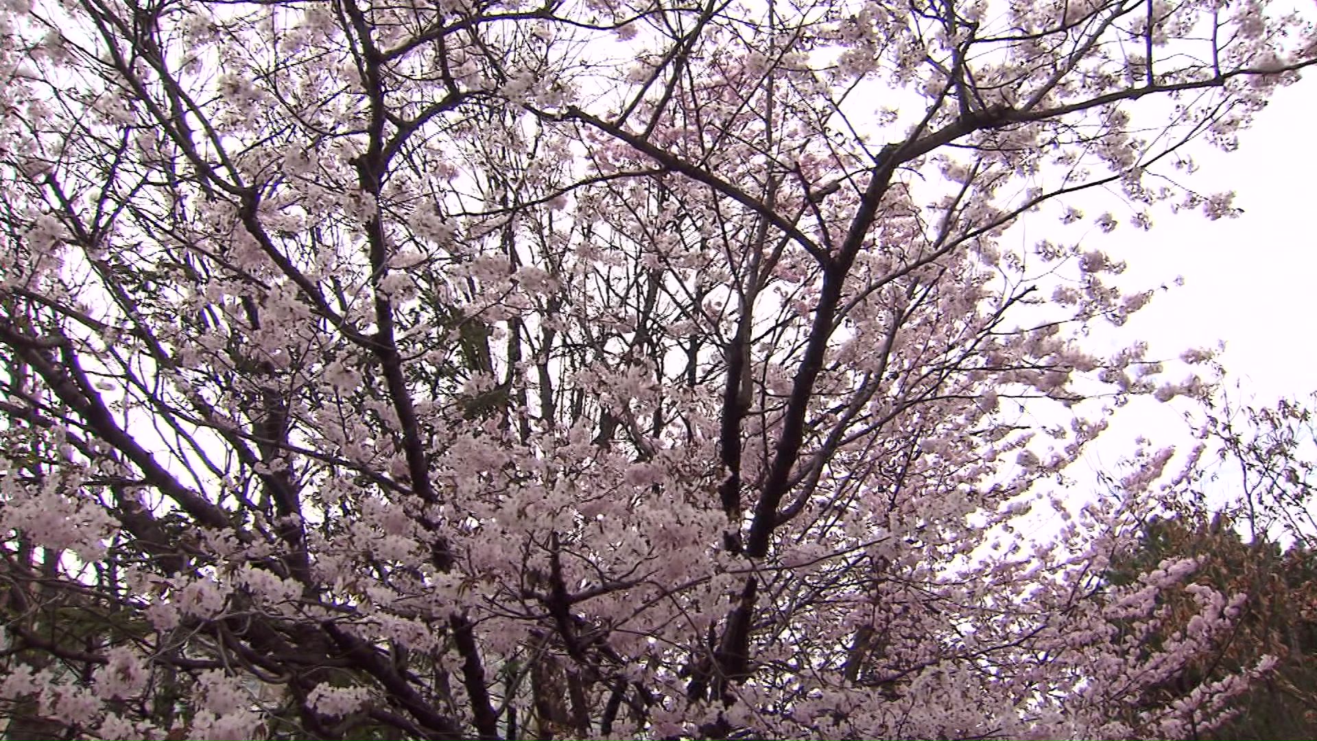 札幌市資料館の裏庭のサクラ