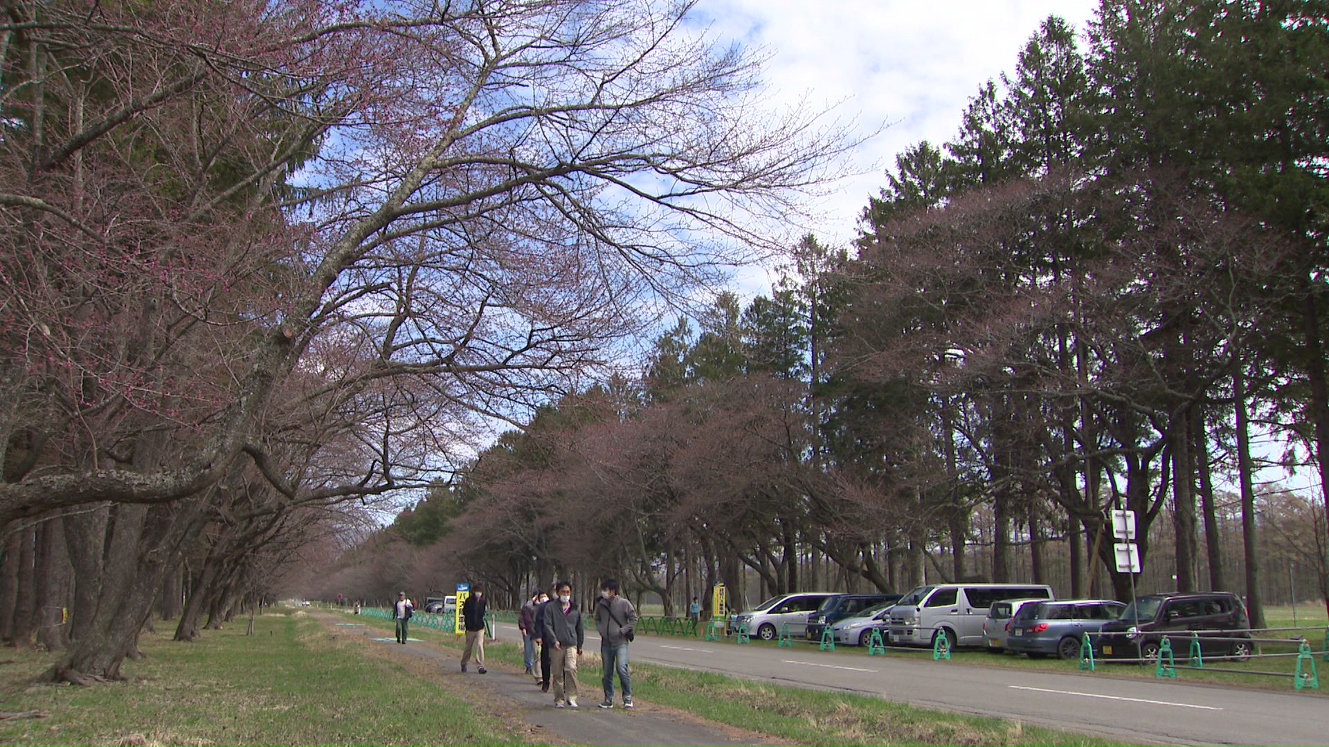 つぼみをつけ始めた二十間道路桜並木