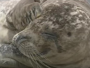 ゼニガタアザラシ(資料)