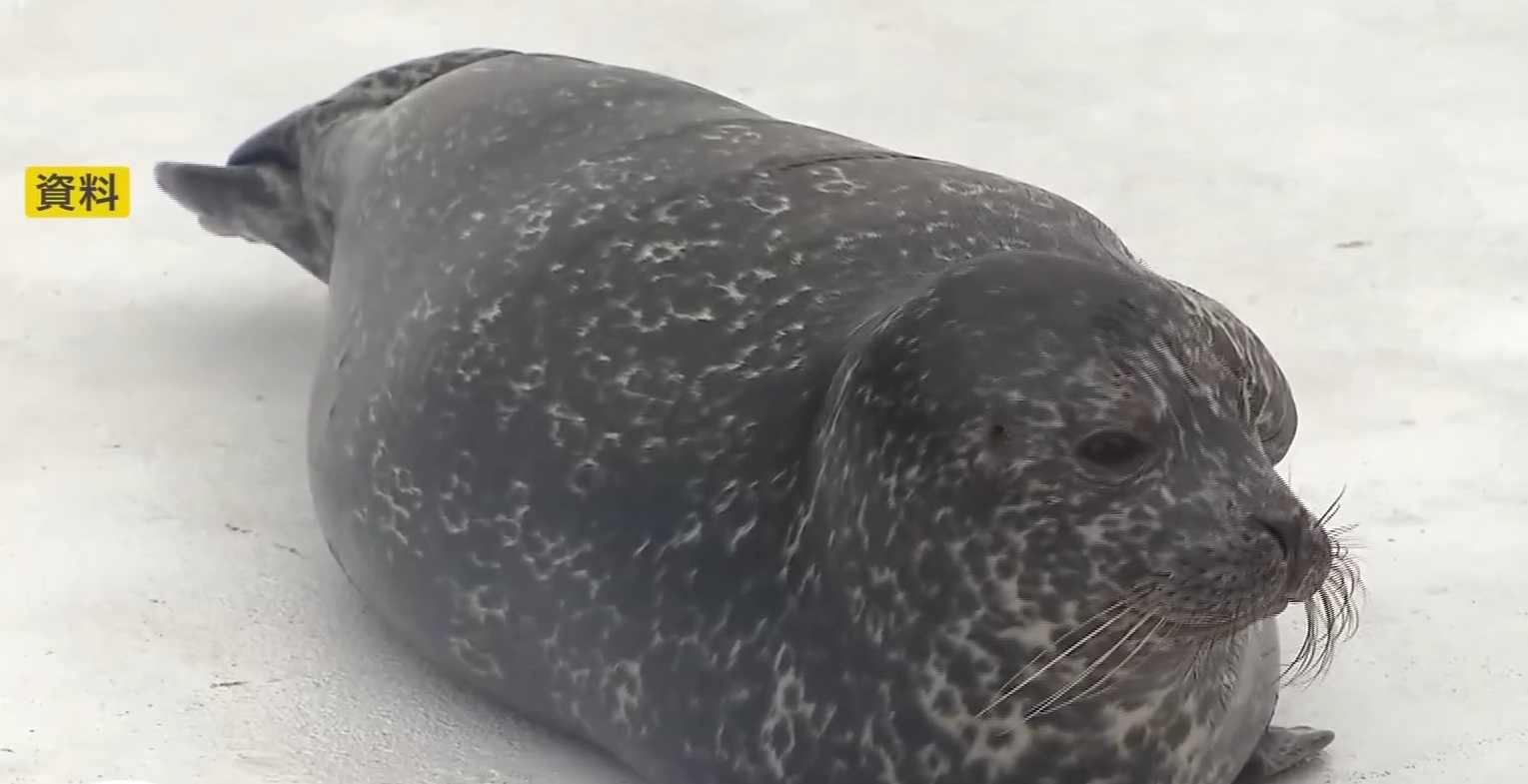 ゼニガタアザラシ（資料）