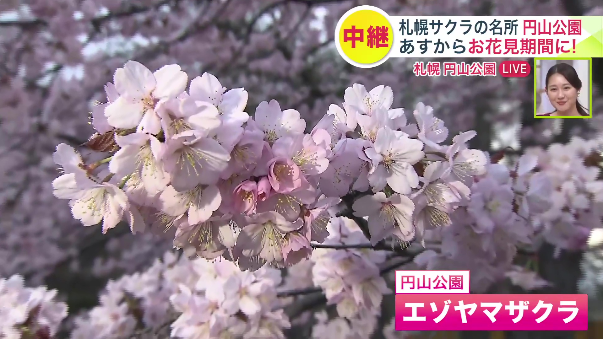円山公園に咲いた桜