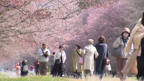 美しい二十間道路の桜並木
