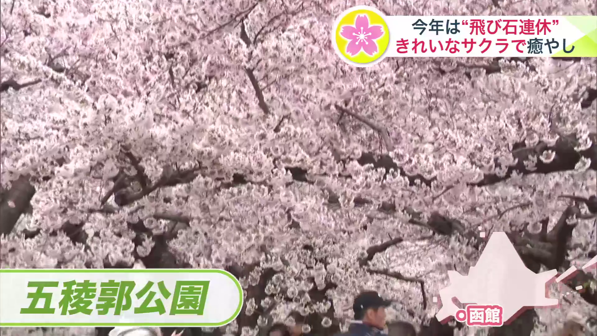 函館・五稜郭公園はサクラ満開