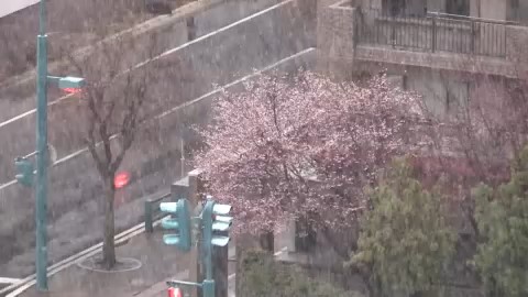 28日サクラが開花したばかりの帯広市内