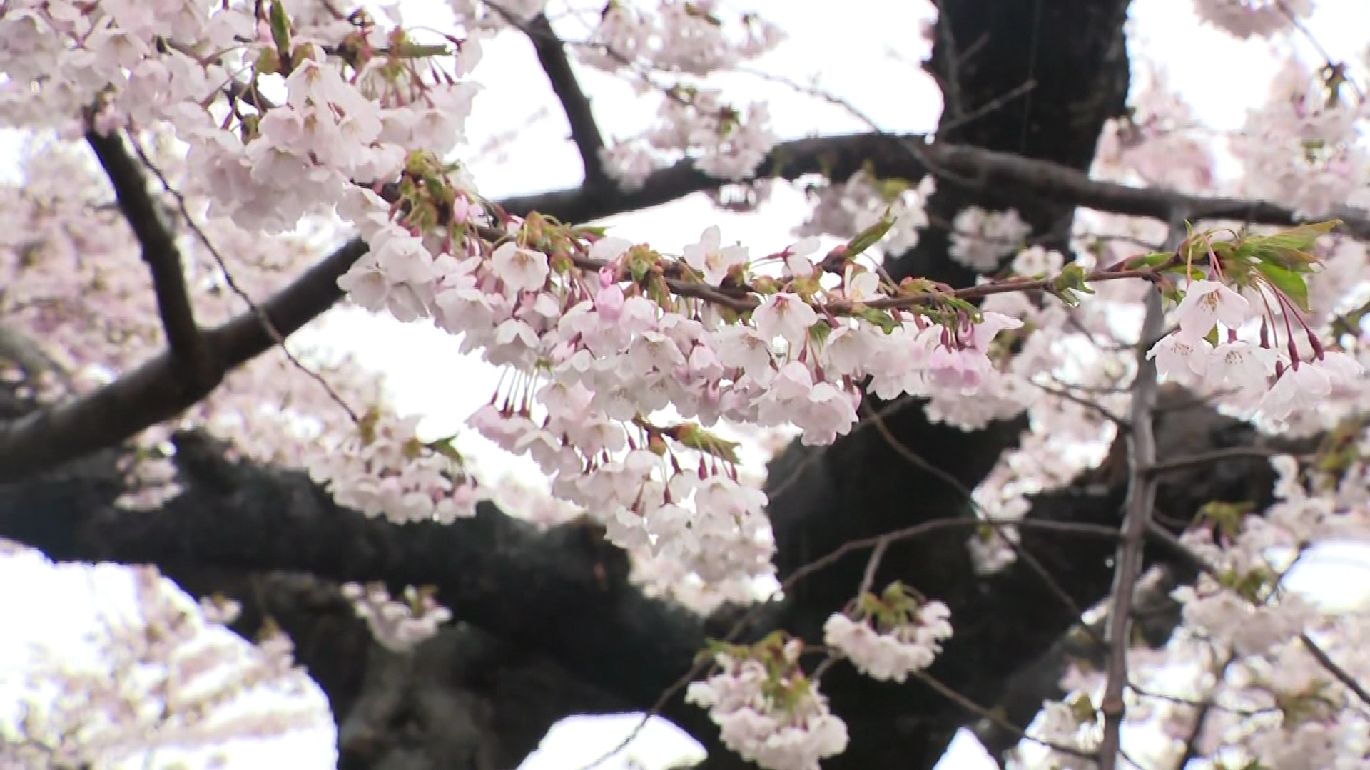 29日は雨でサクラ周辺の人影もまばらに