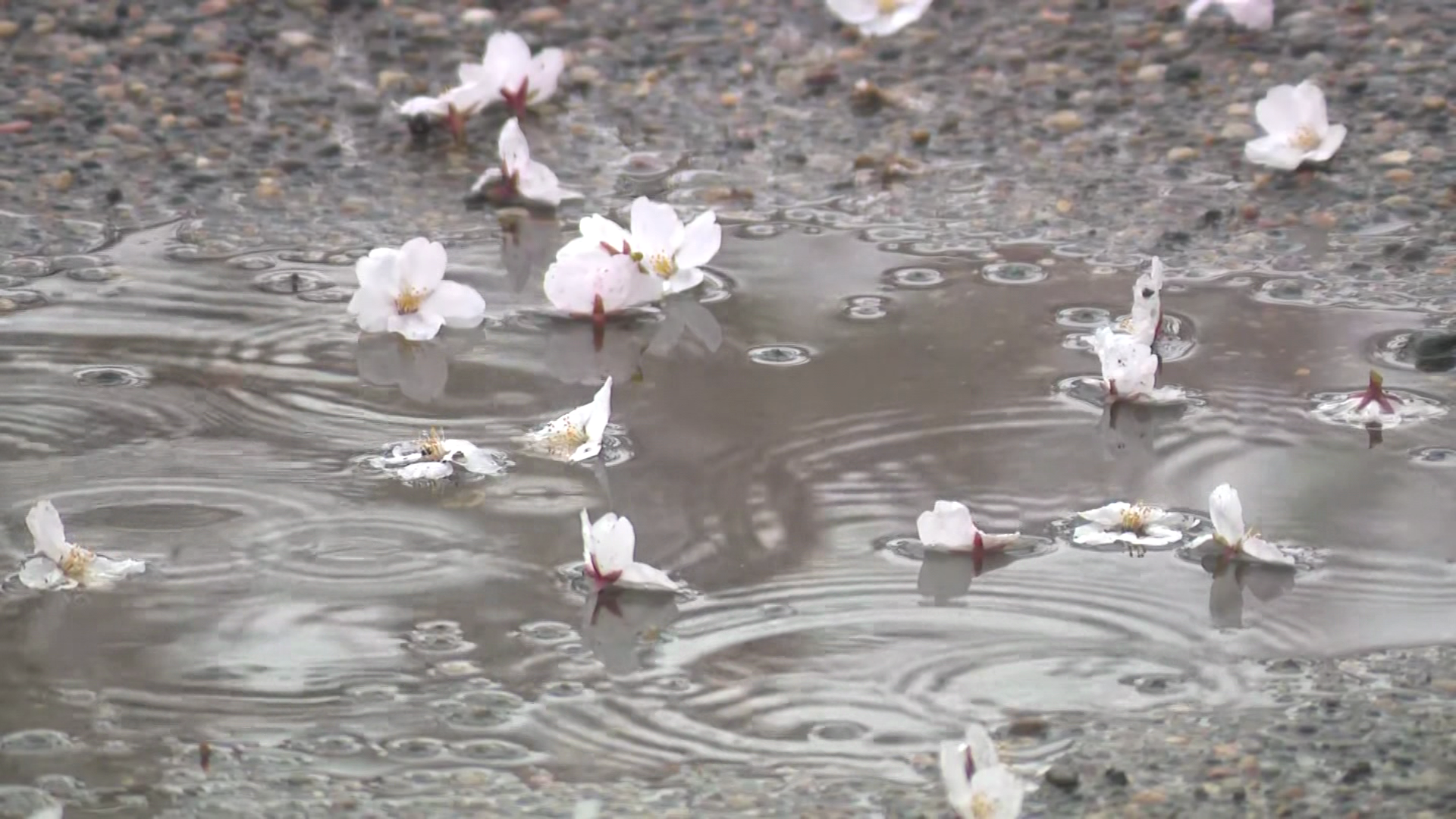 一部で散り始めたサクラも