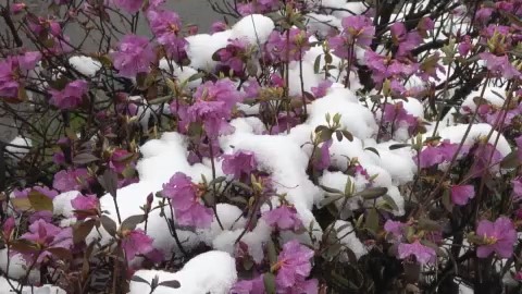 ツツジの上には雪が…