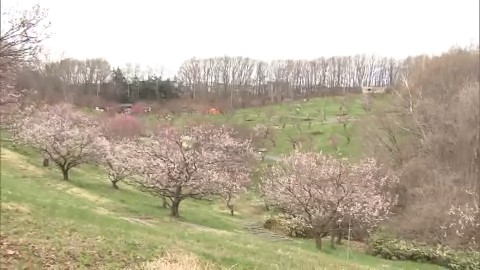 「ひらおか梅まつり」が開かれている平岡公園
