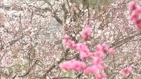 GW後半は紅白のウメが楽しめそう