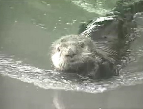 資料:野生のラッコ
