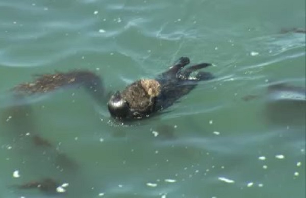 資料：浜中町の海にプカプカ浮かぶラッコ 2024年6月