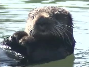 資料:2009年 釧路市に現れ人気者となったラッコのくうちゃん