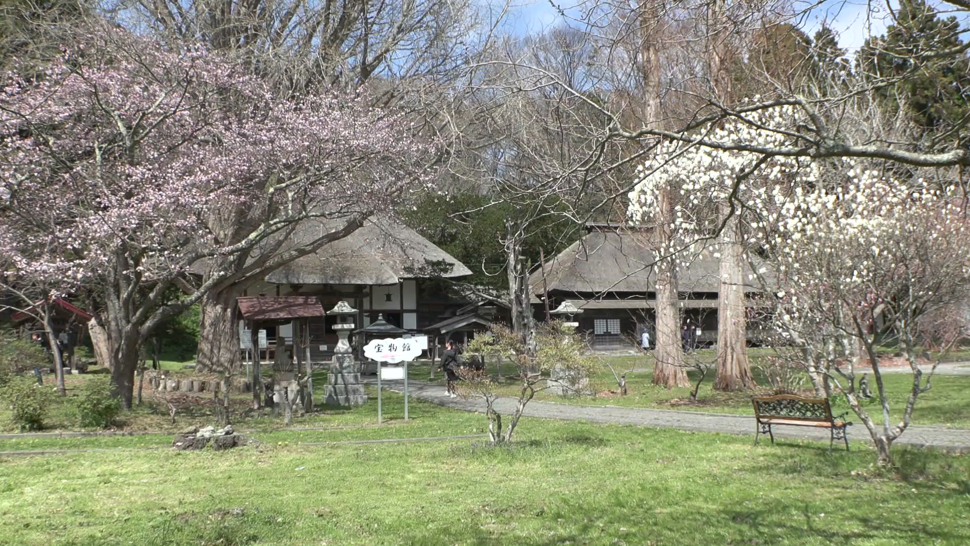 様々な品種のサクラがある有珠善行寺