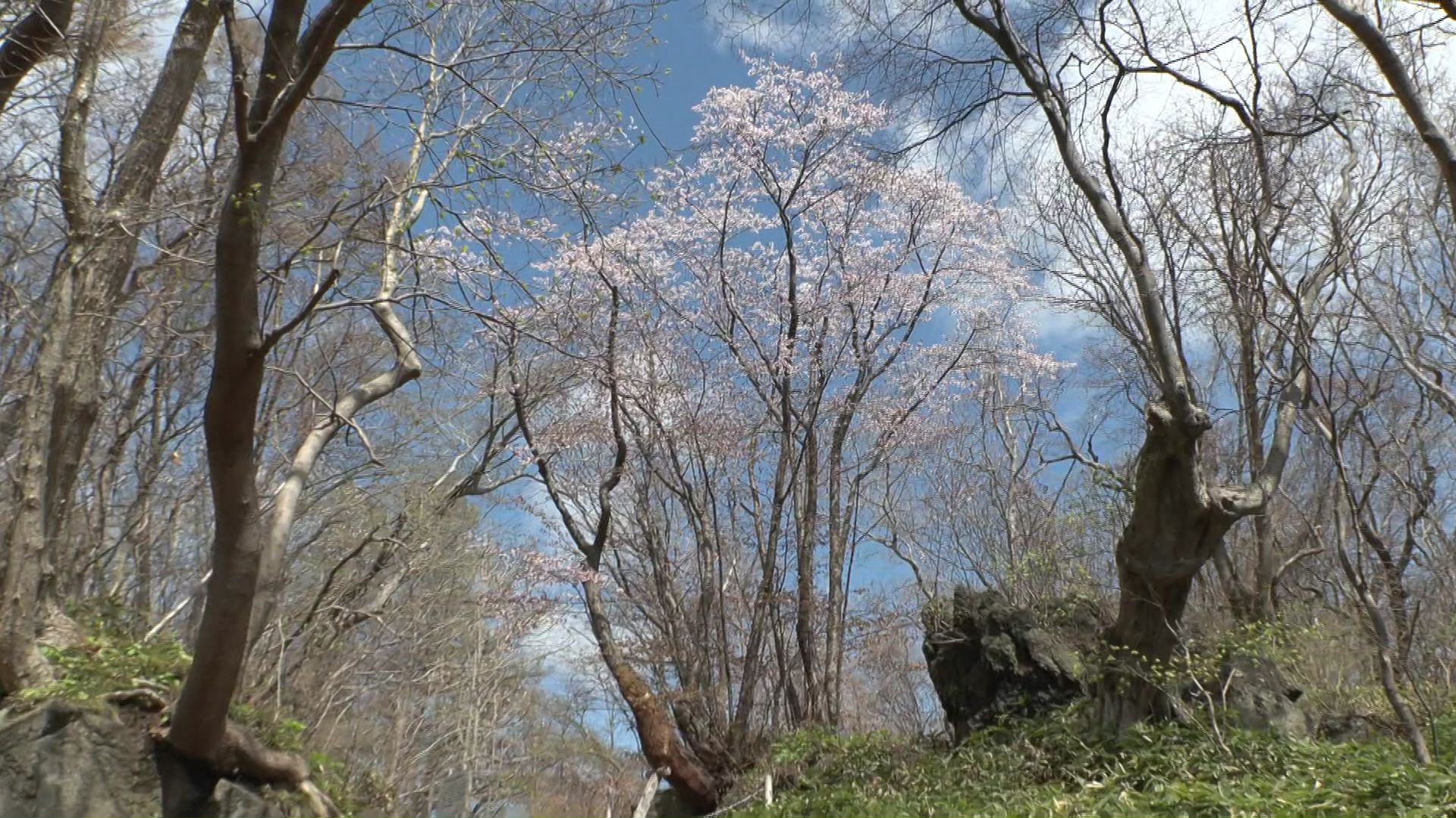 大きくそびえる「石割桜」