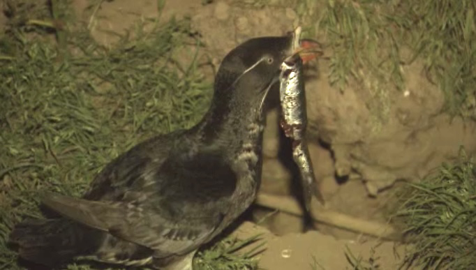 「ウトウ」も鳥インフル感染が確認された（資料：2013年撮影）