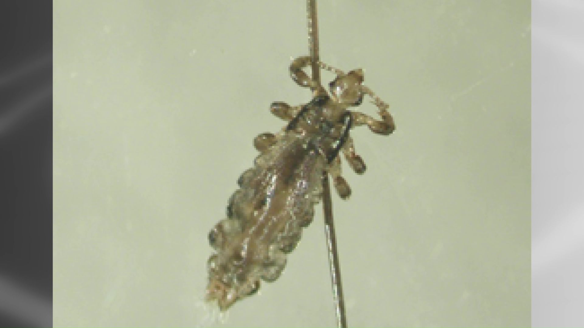 アタマジラミは体長2~4mmほど