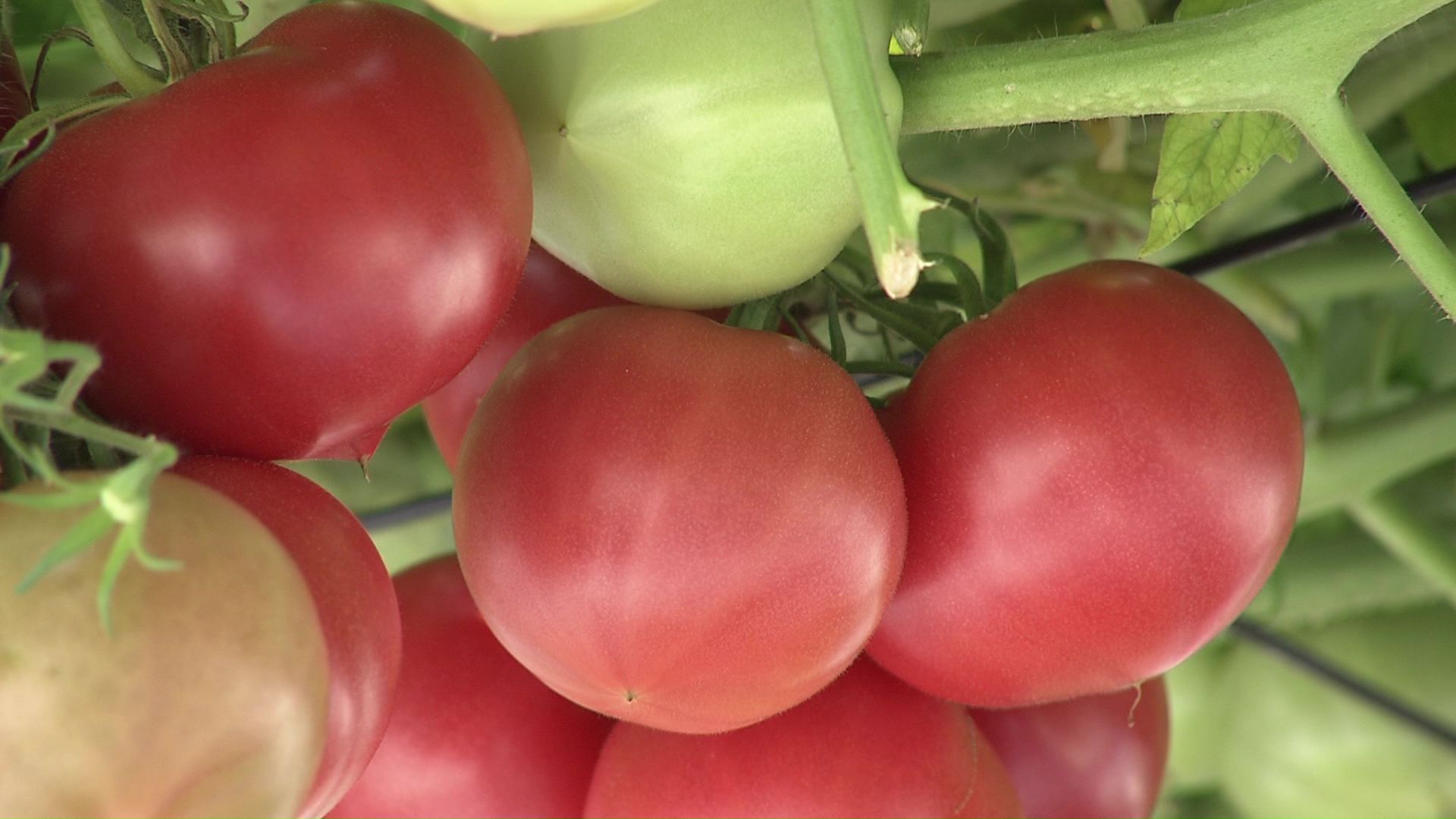 ギネスにも認定