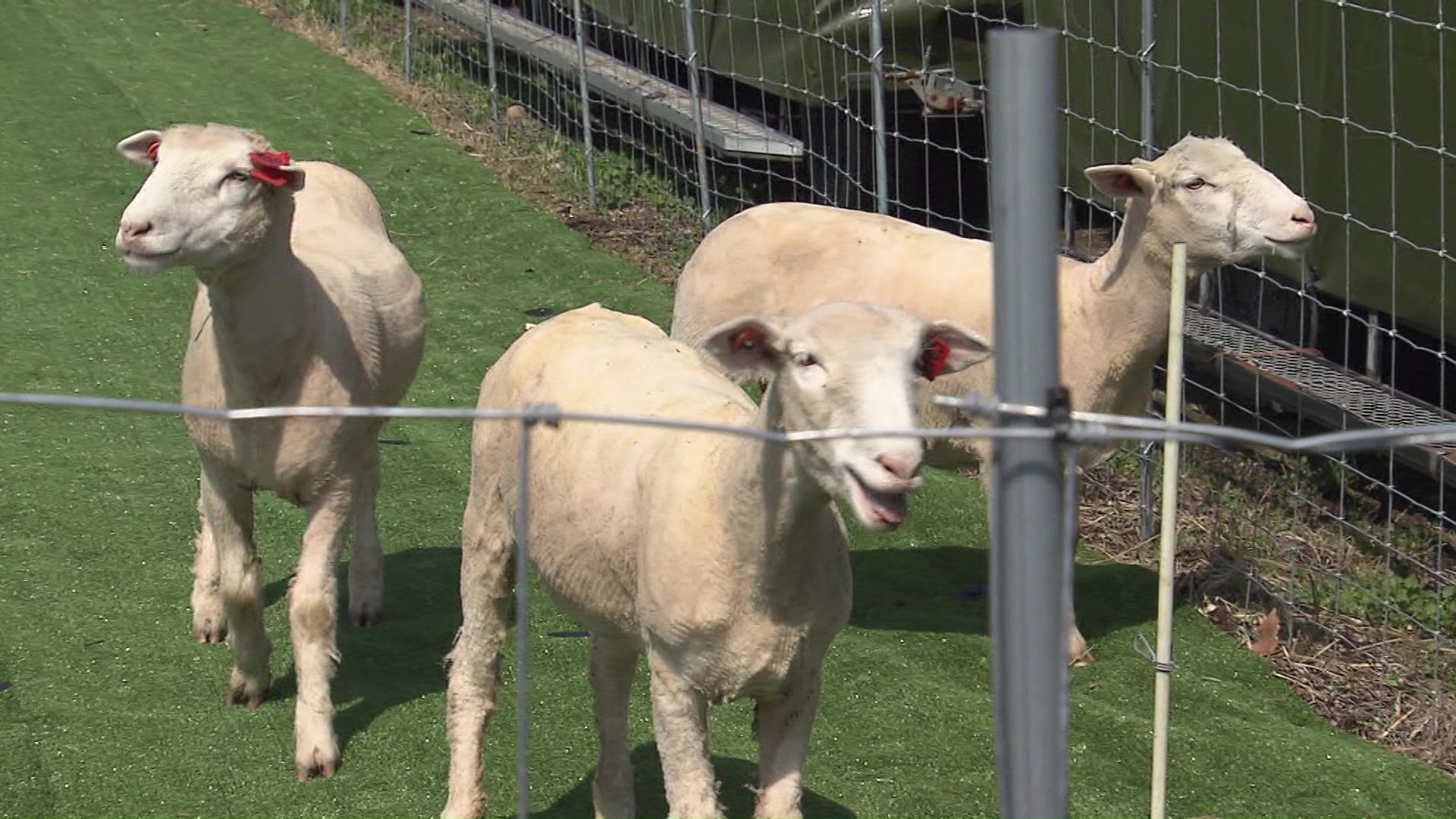 かわいいヒツジがお目見え