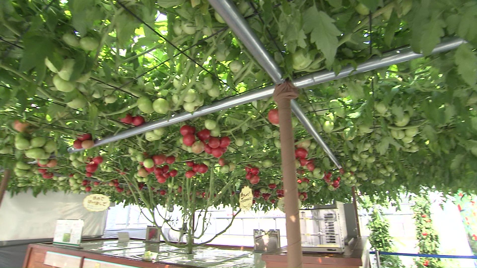 トマトの木が覆いつくす「とまとの森」