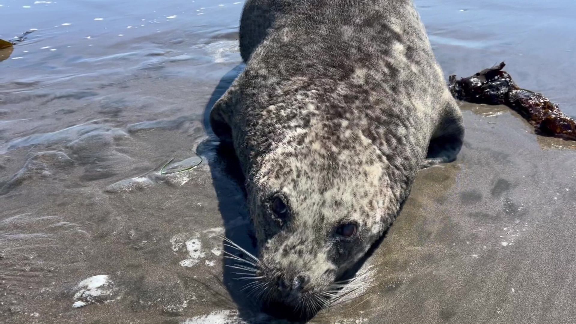 衰弱したアザラシ(提供:根室市歴史と自然の資料館 外山雅大学芸員)