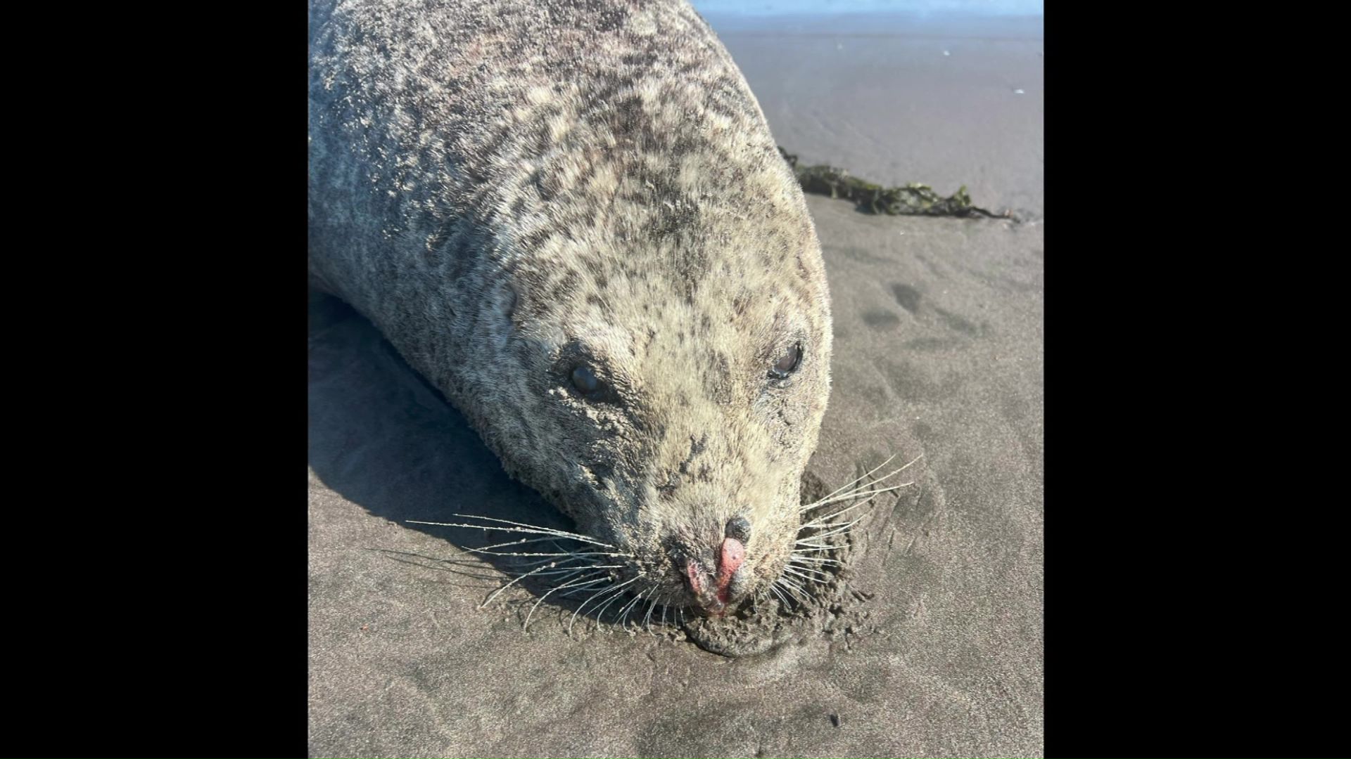 4頭のアザラシが漂着（提供：根室市歴史と自然の資料館 外山雅大学芸員）