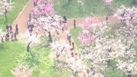 サクラがみごろの北海道神宮
