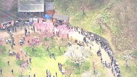 名物「梅のソフトクリーム」は大人気