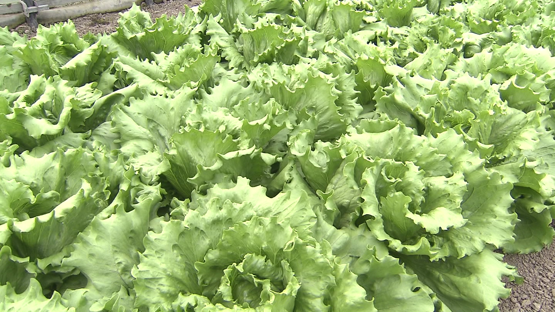 日光が足りずレタスの成長が遅れている