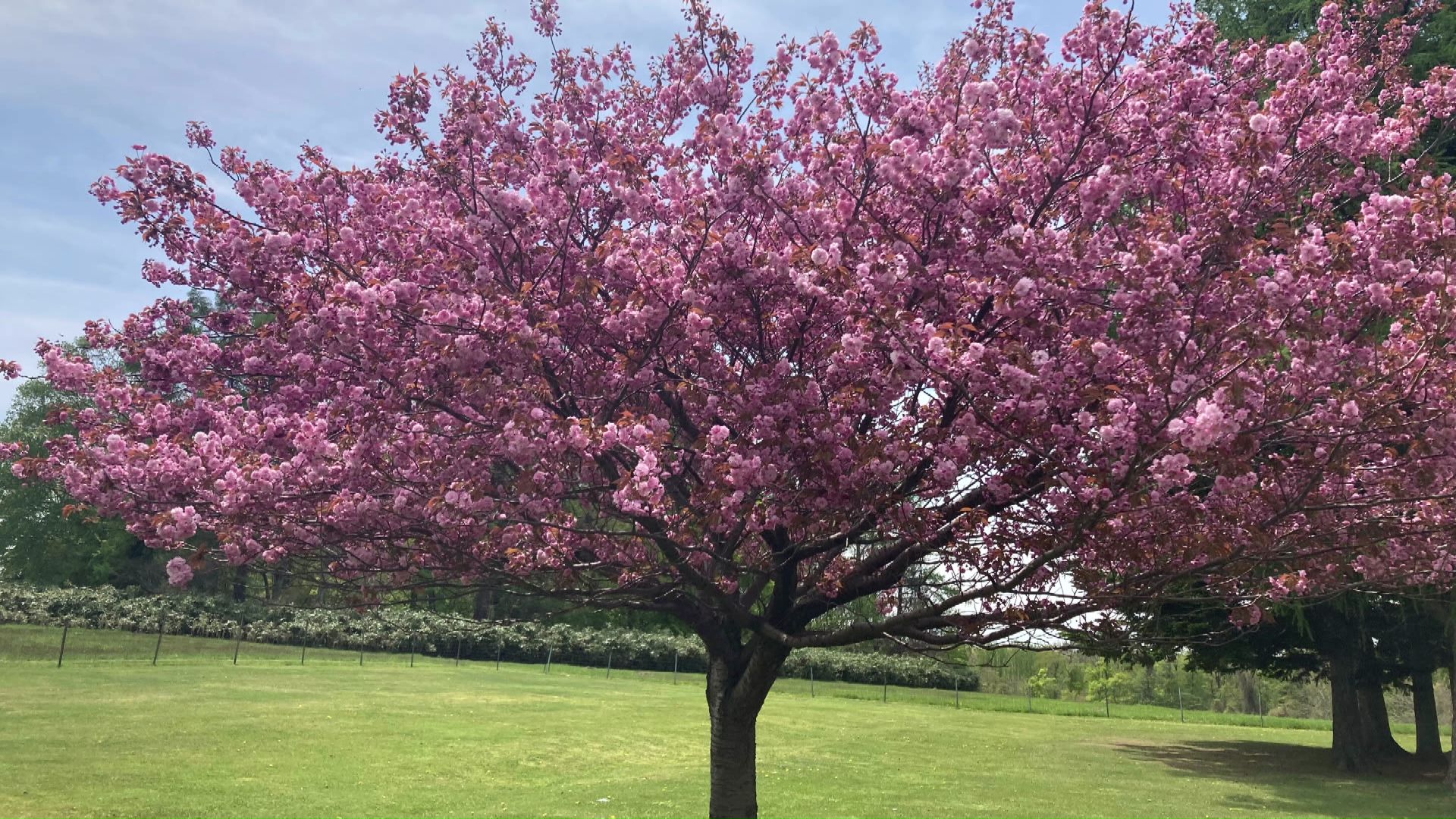 「嵐の桜」と名づけられた八重桜