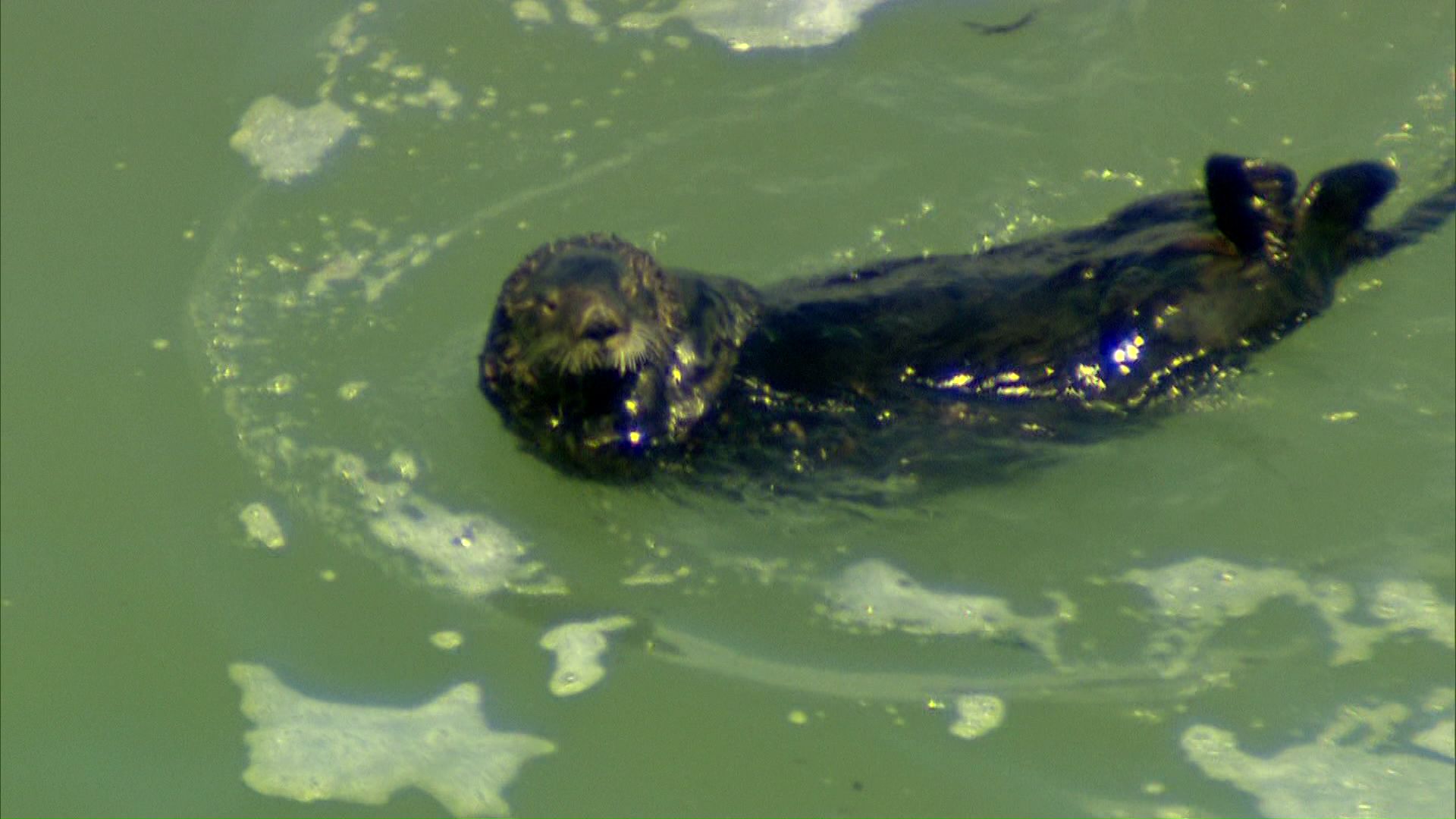 ぷかぷかと浮かぶラッコ