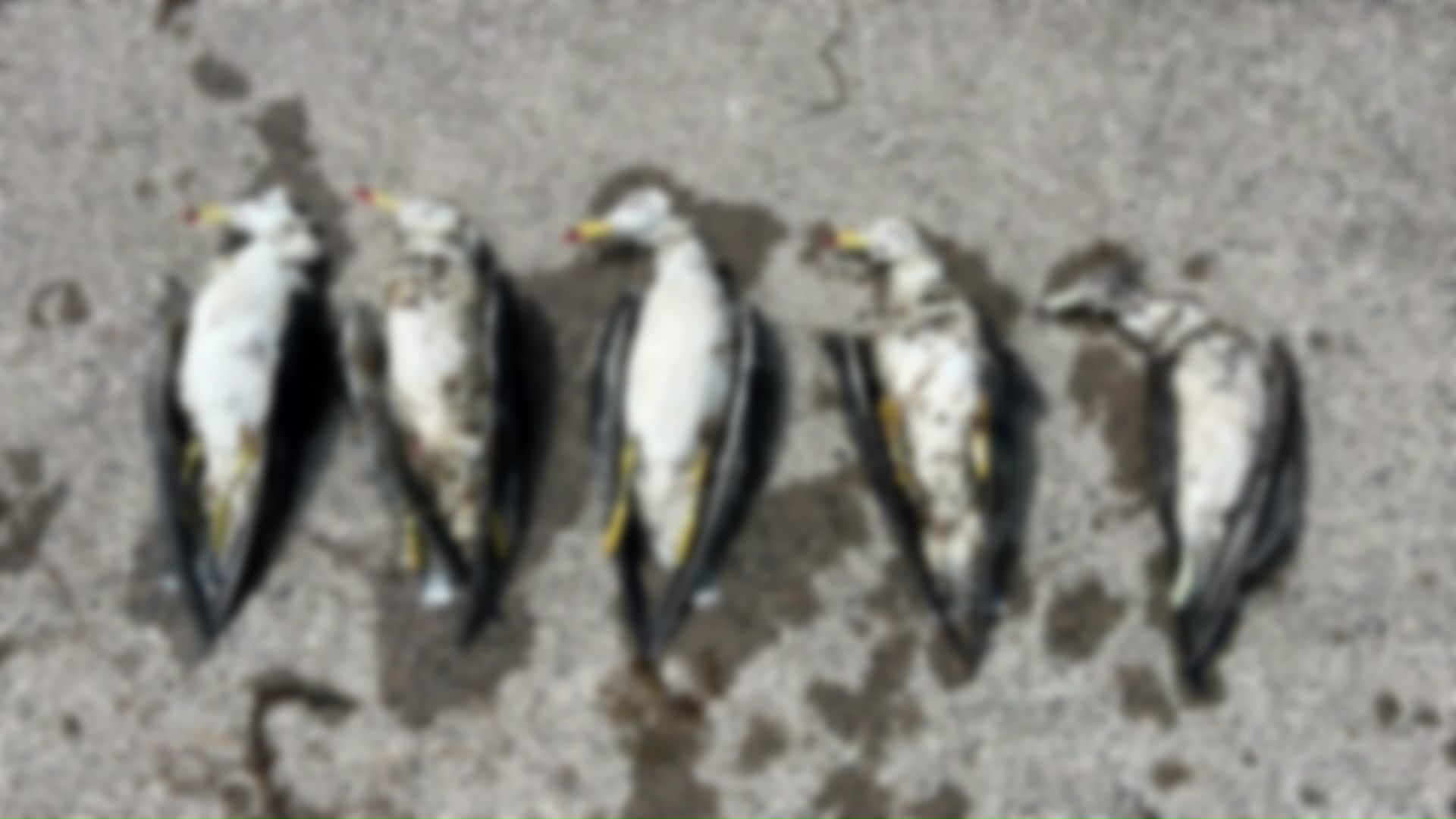 海鳥の死骸も打ちあがる（提供：根室市歴史と自然の資料館外山雅大学芸員）