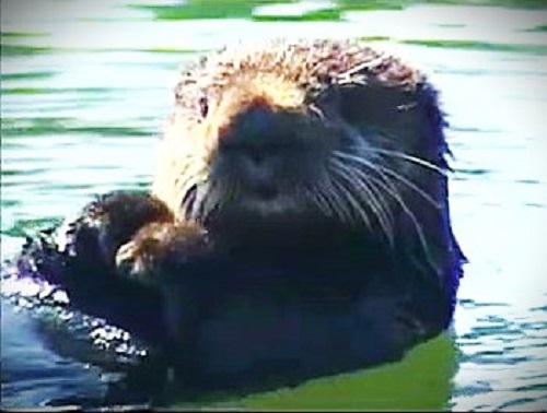 野生のラッコ（資料）