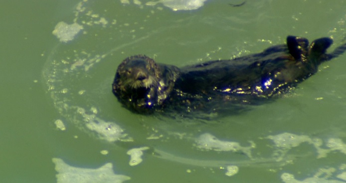 野生のラッコ（資料）