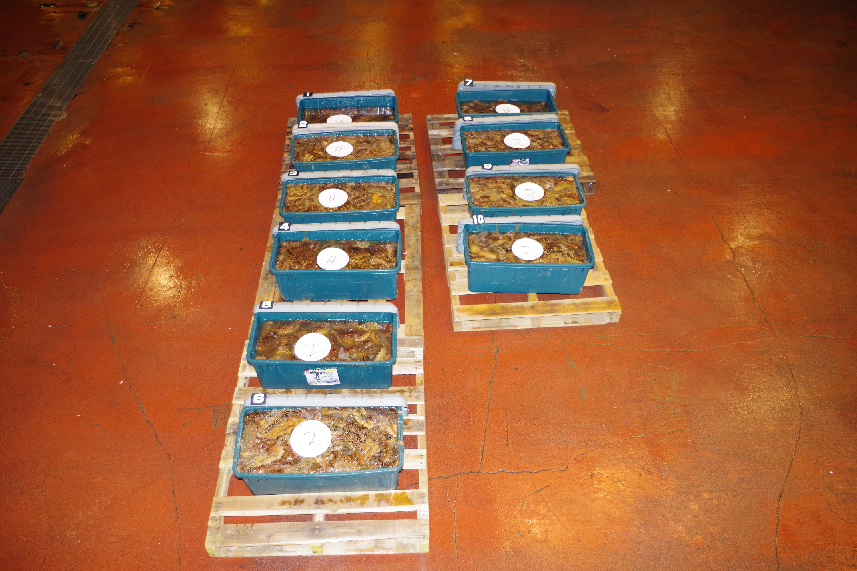 男8人が密漁したナマコ(提供:小樽海上保安部)