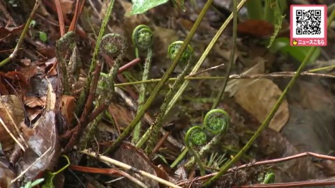 男性（86）が行方不明となった現場付近