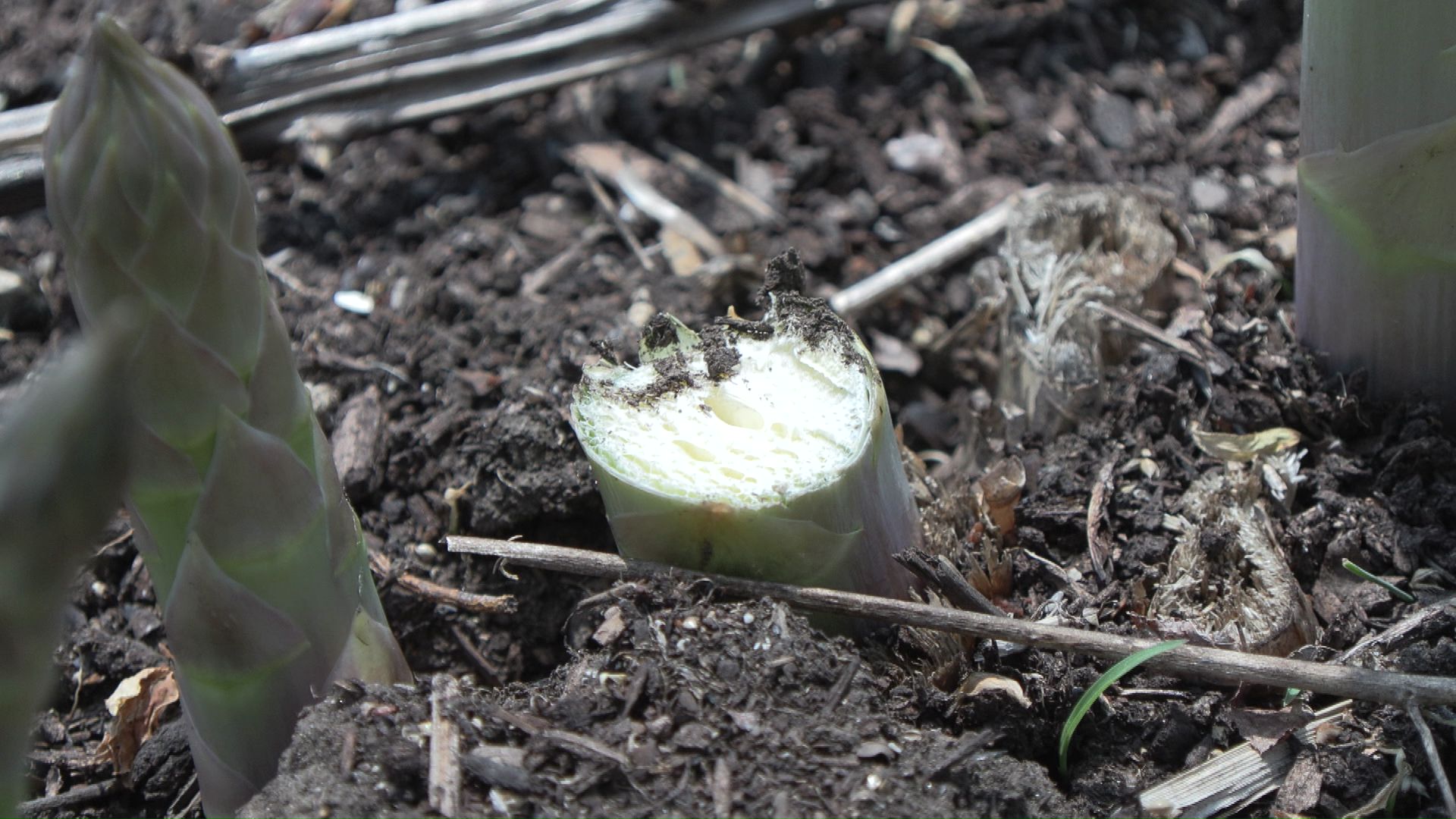 刈り取られたアスパラガス