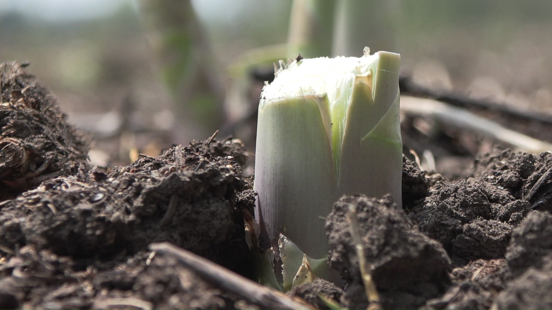 盗まれたアスパラガスは約300本