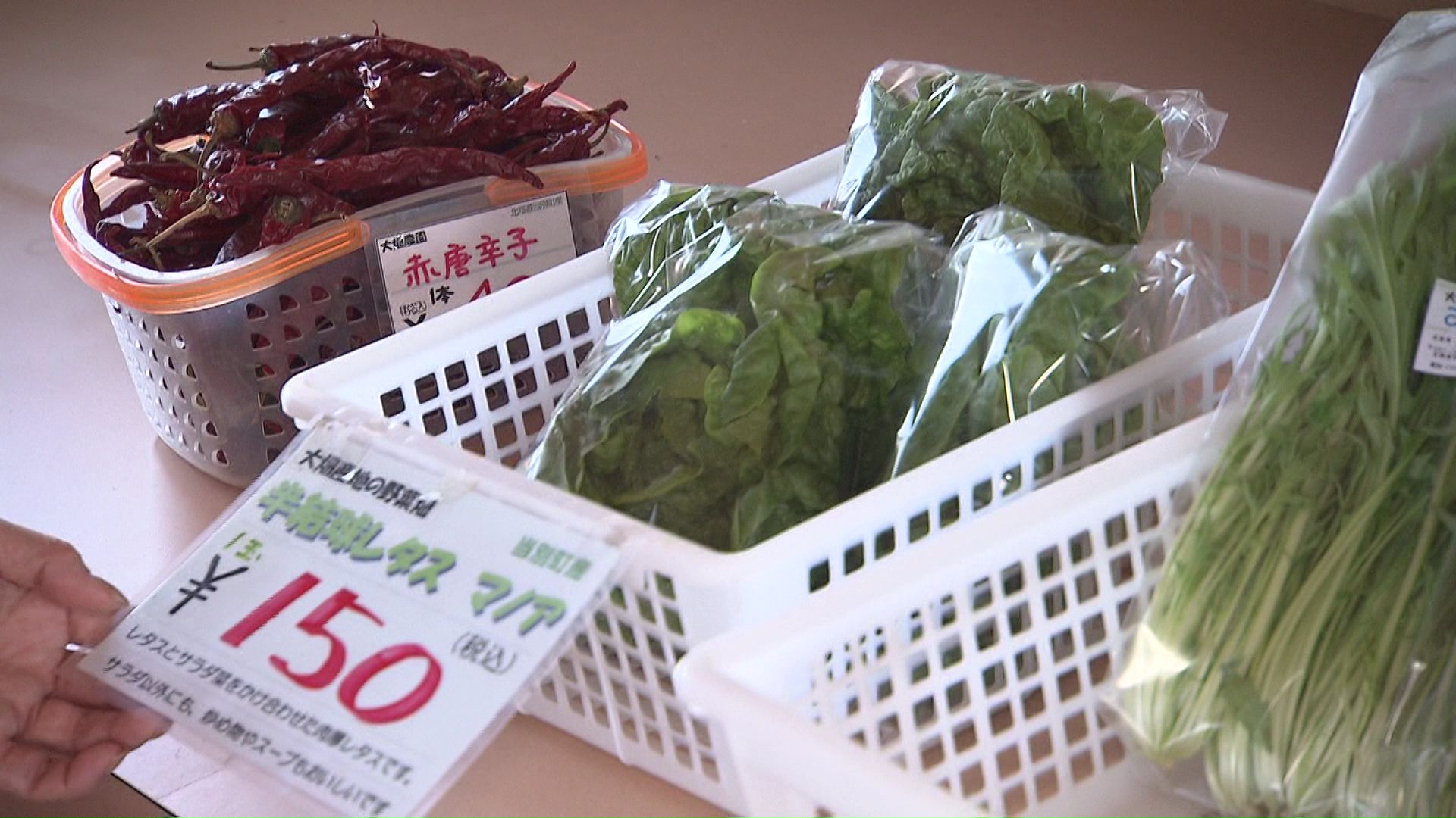 半結球レタス マノア